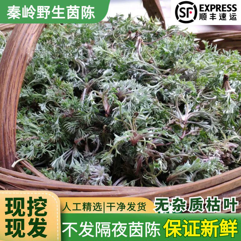 2026年秦岭新鲜野生茵陈白蒿鲜嫩绵茵陈苗野菜中草药材养肝茶种子