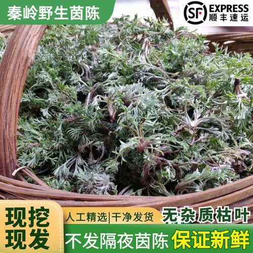 秦岭新鲜野生茵陈白蒿鲜嫩绵茵陈