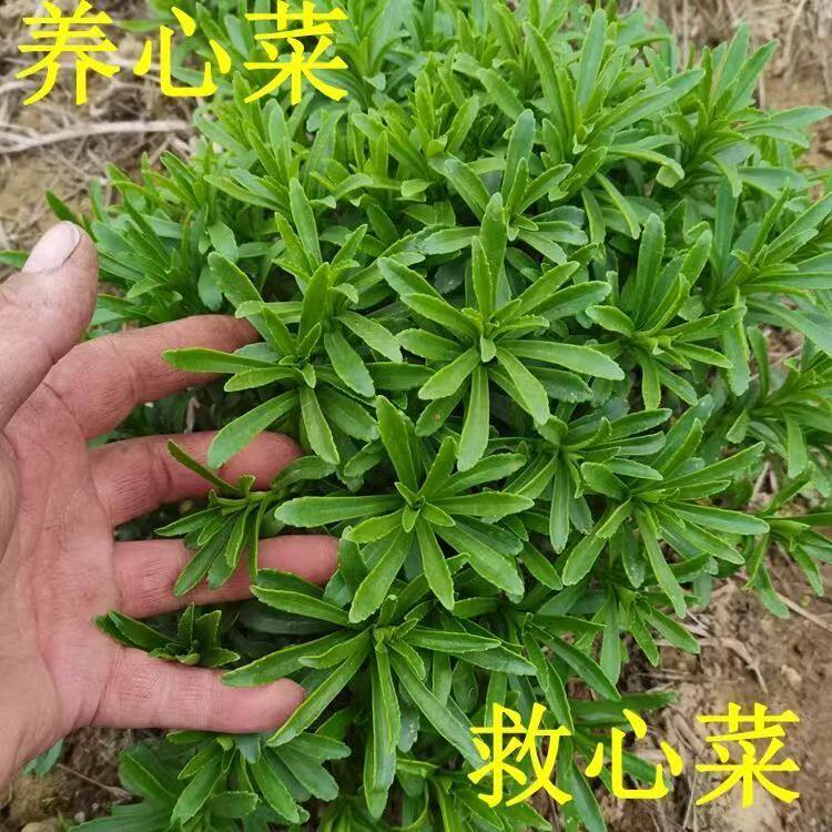 养心菜苗救心菜秧苗高钙菜云南百药景天三七费菜带土带叶包活新苗,鲜花速递/花卉仿真/绿植园艺,观叶 /花灌木,淘宝优惠券,粉丝福利购,淘宝优惠卷