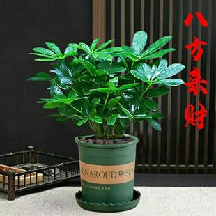 八方来财摇钱树鸭脚木盆栽四季常青桌面防辐射花卉盆景发财树盆栽