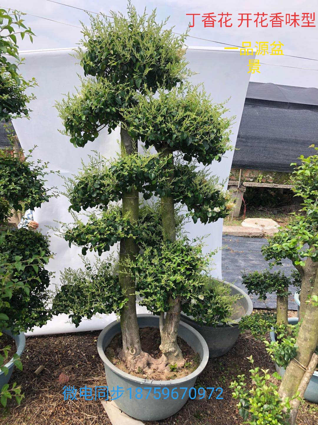 老桩小叶女贞 丁香花 庭院家居绿植盆景盆栽