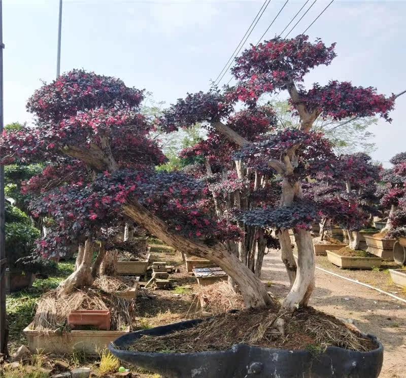 大型红花继木盆景 古桩造型 红花继木盆景树桩 红花檵木 老桩继木