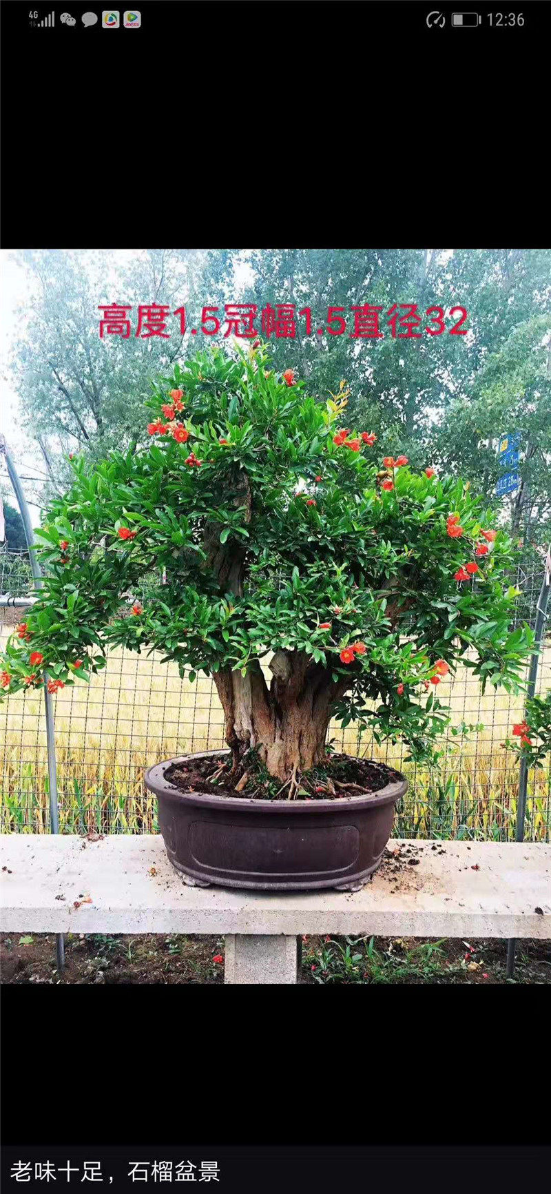 正宗大红袍石榴盆景树 开花结果型 果子可食用/批