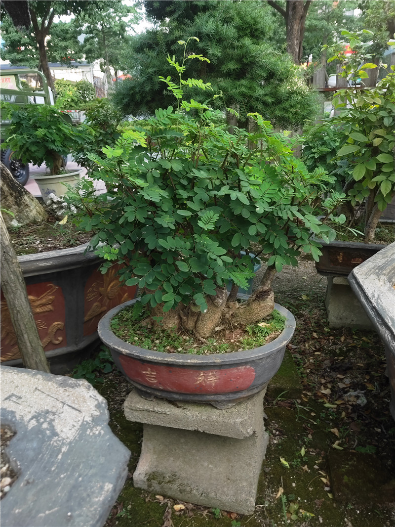 合欢树桩盆景庭院阳台观叶观花植物桌面盆栽合欢树桩合欢花树苗耐