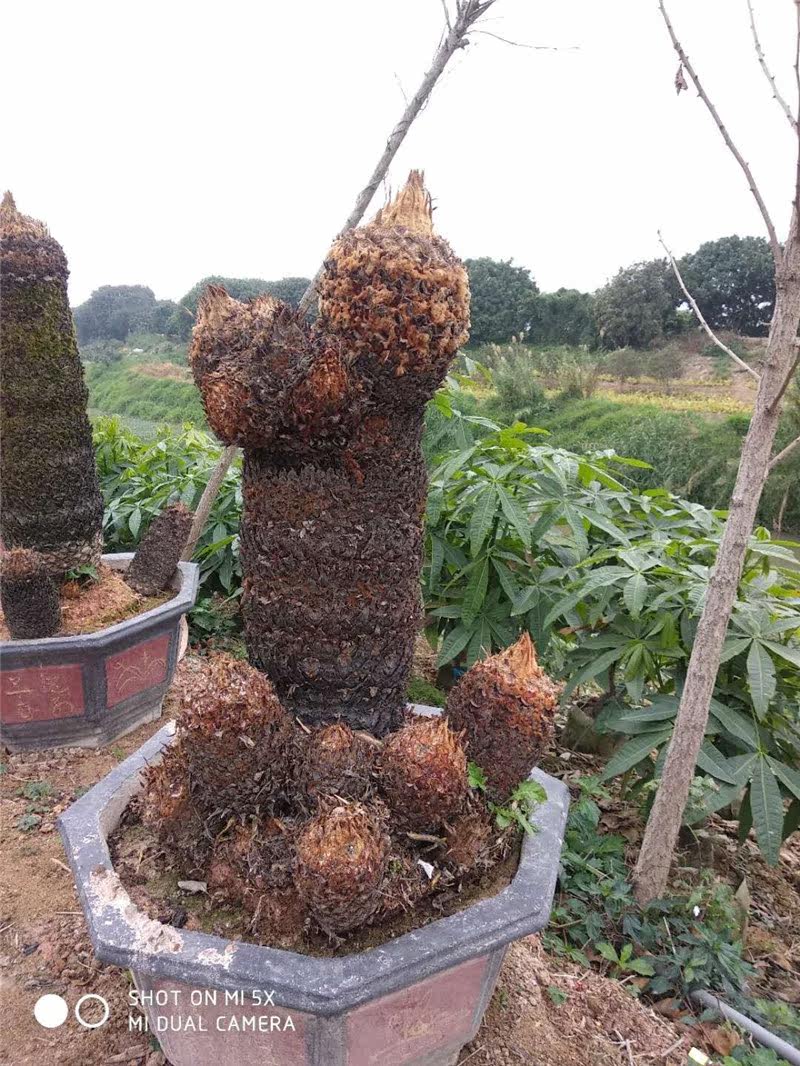 大型室外绿化铁树苗 苏铁花卉铁树 庭院种植盆景/批