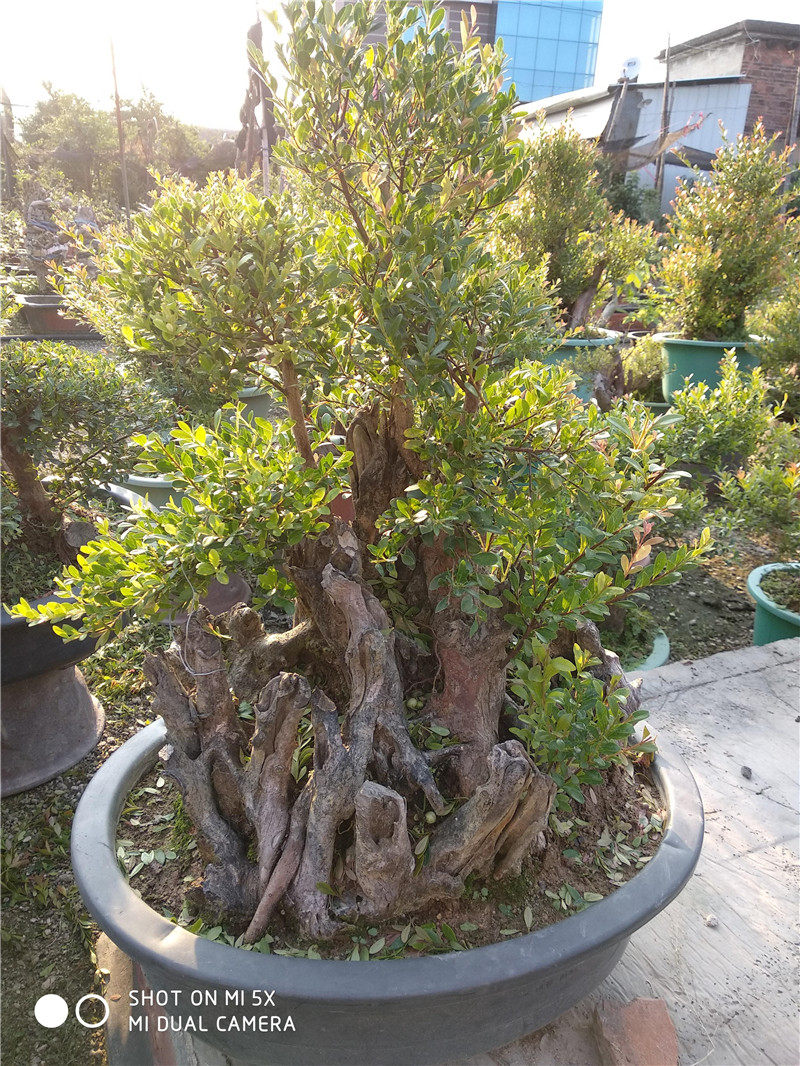 盆景树桩小叶赤楠盆栽 红枫老桩 红花继木盆景 庭院盆栽客厅