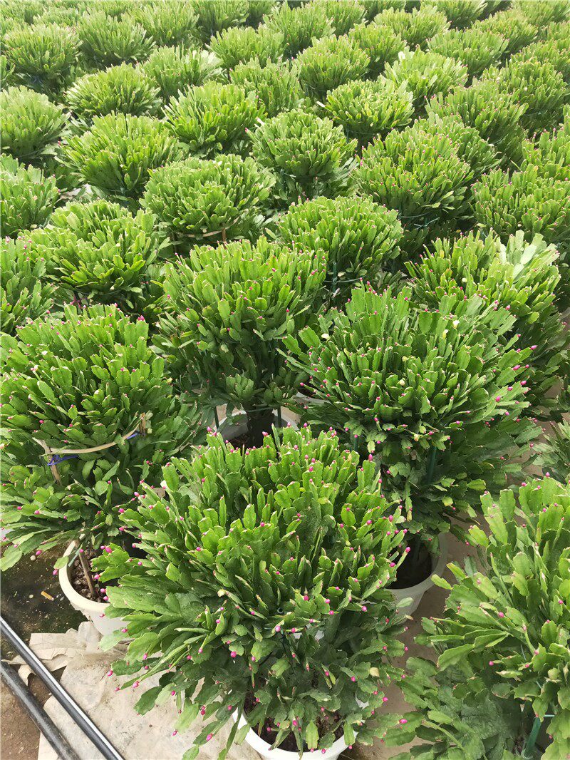 多年生长龙骨嫁接锦上添花仙人柱嫁接蟹爪兰盆栽 1-9层正季花期批