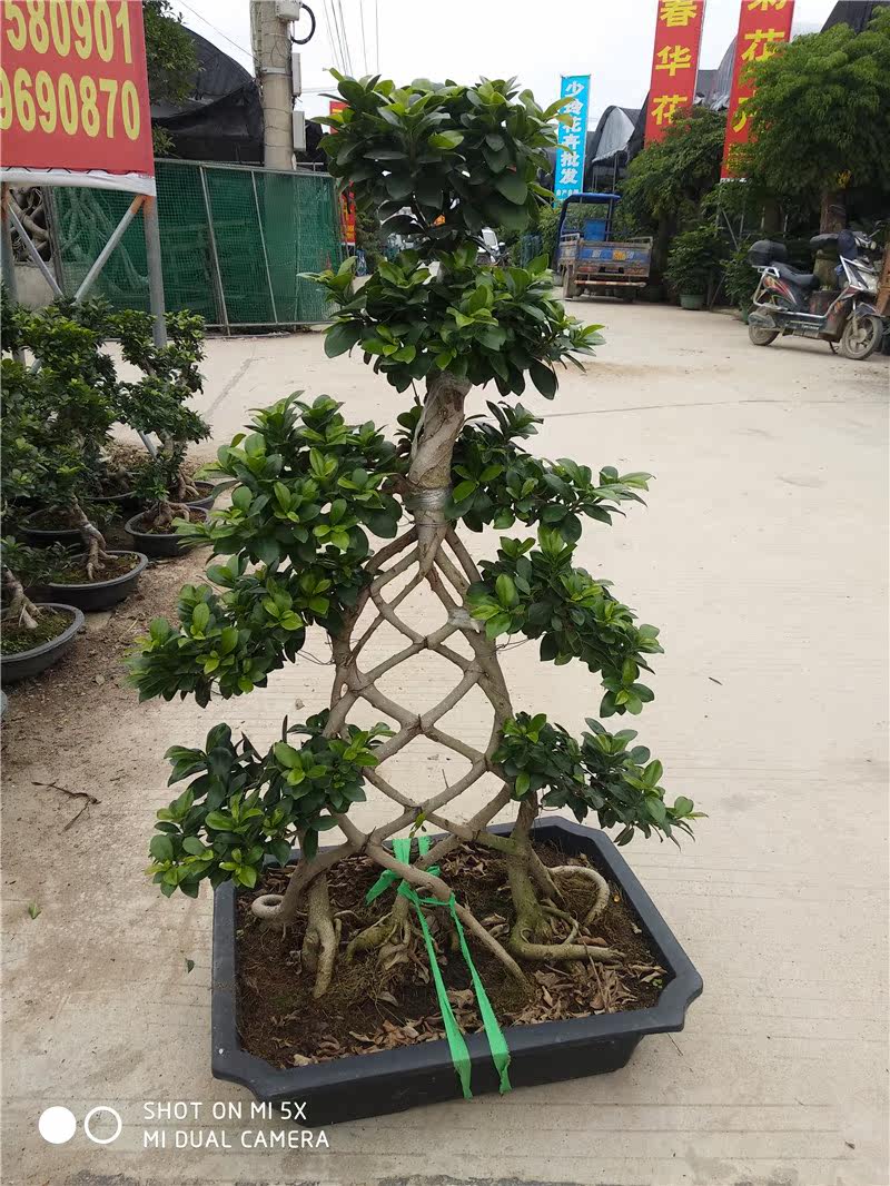 榕树盆景 树桩办公室微型桌面绿植花卉 弯榕人参榕盆栽 阳台植物