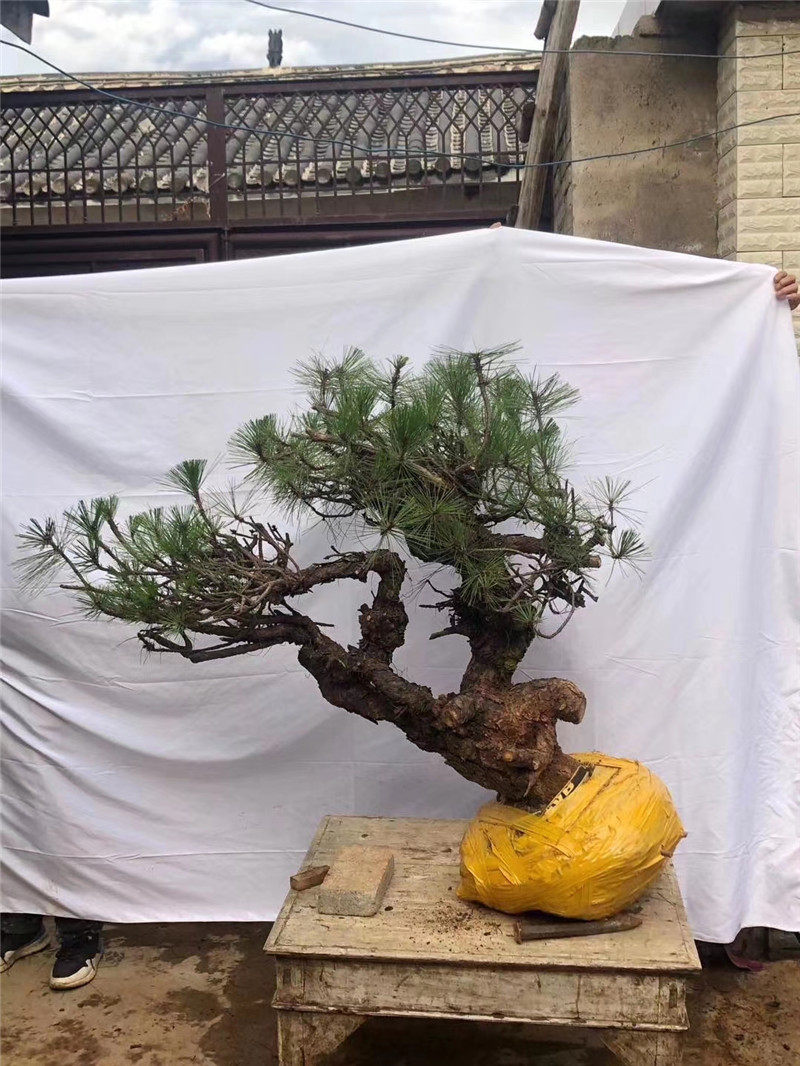 黄山松盆景 米叶杜鹃 珍珠荀子 野杨梅 崖柏 马缨花 刺柏花卉盆栽