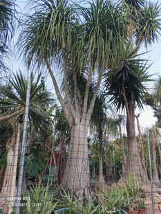 大型百年景观酒瓶兰盆景 室外庭院绿植别墅绿化造景