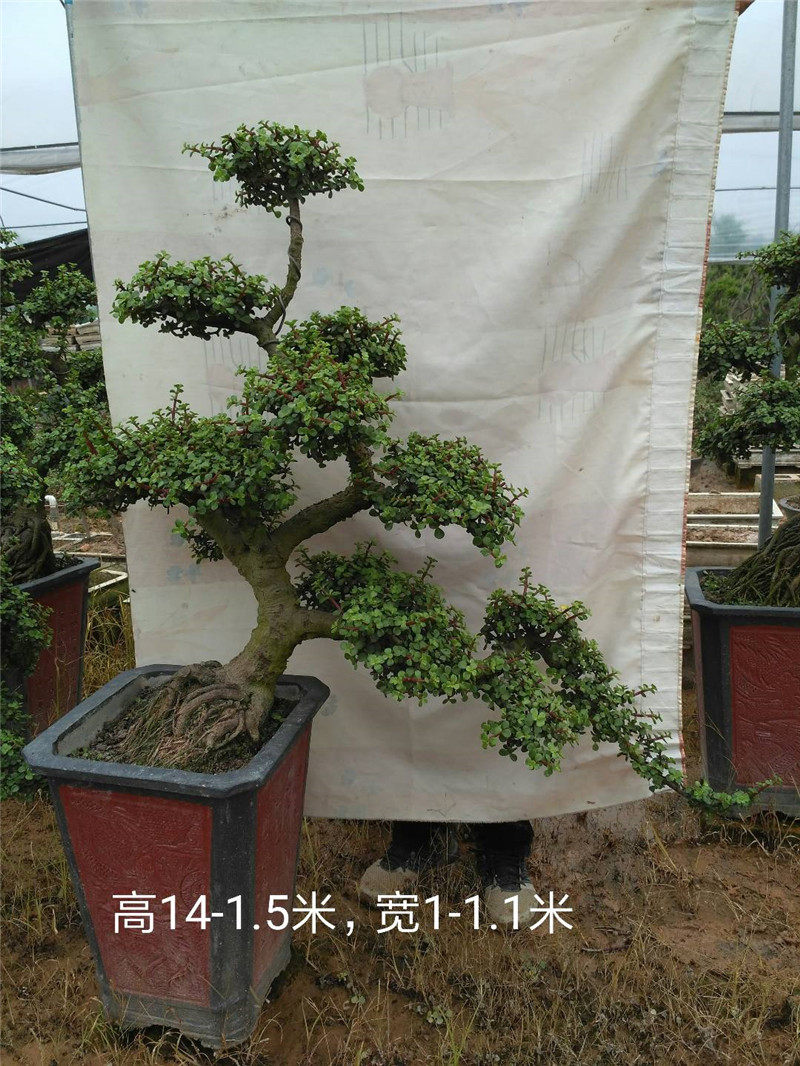 盆景多肉植物多肉植物朱八戒花园