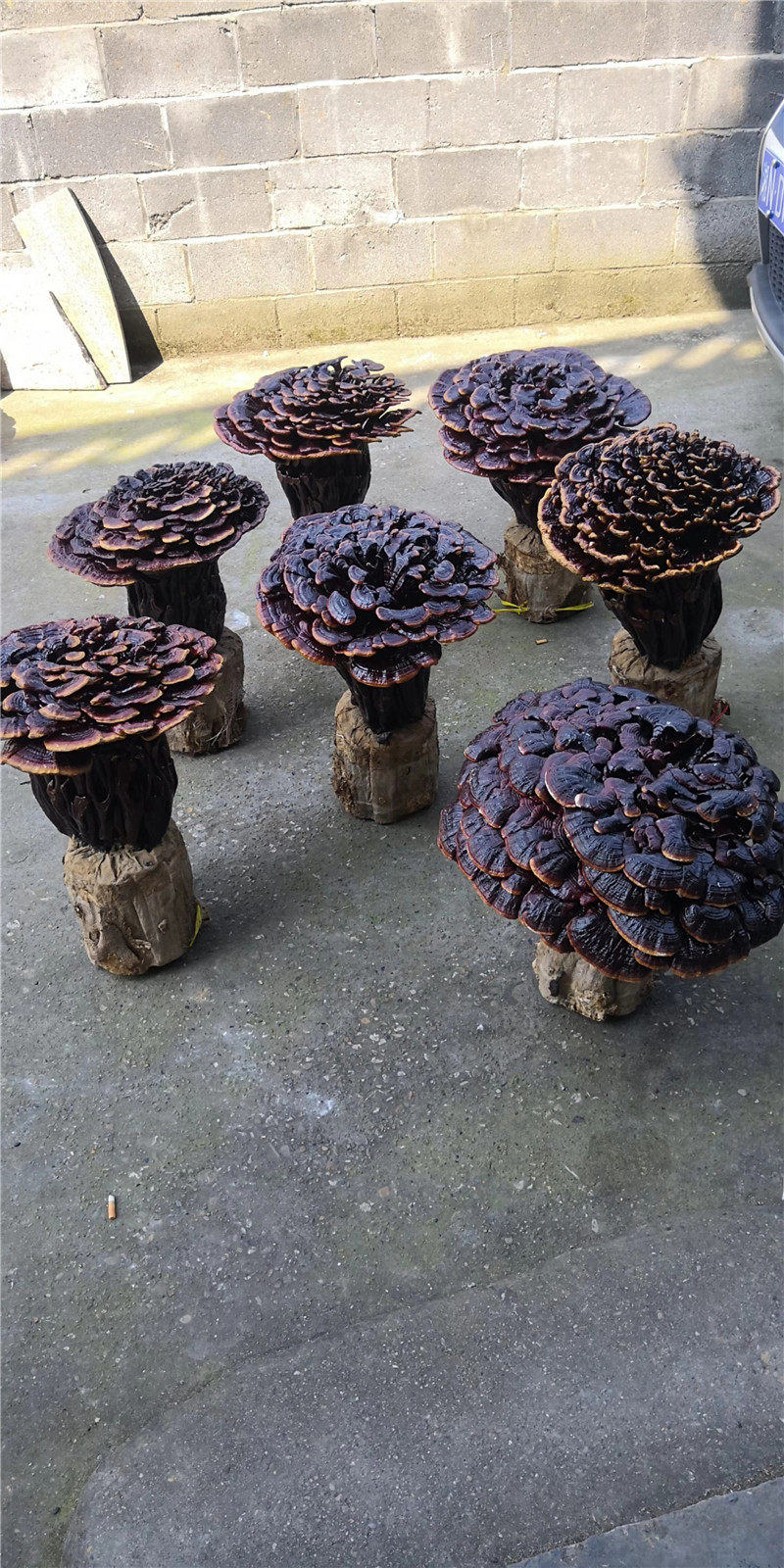 特大平盖灵芝树舌靑芝整只特大个灵芝观赏摆件珍藏佳品