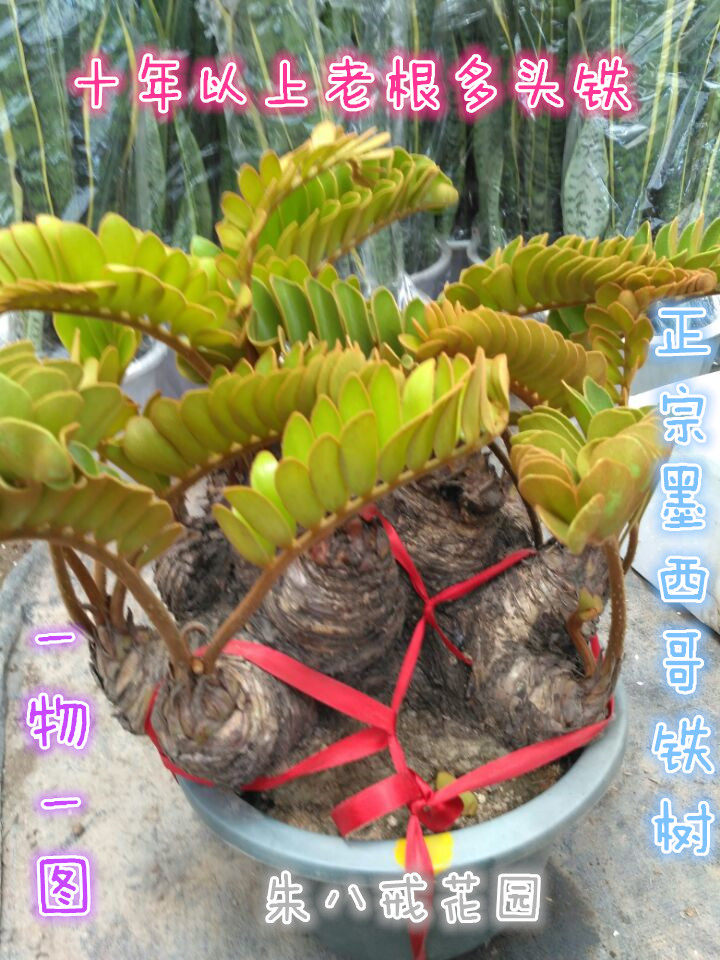 原盆发货/连体多头墨西哥铁树 室内外家庭养殖/批