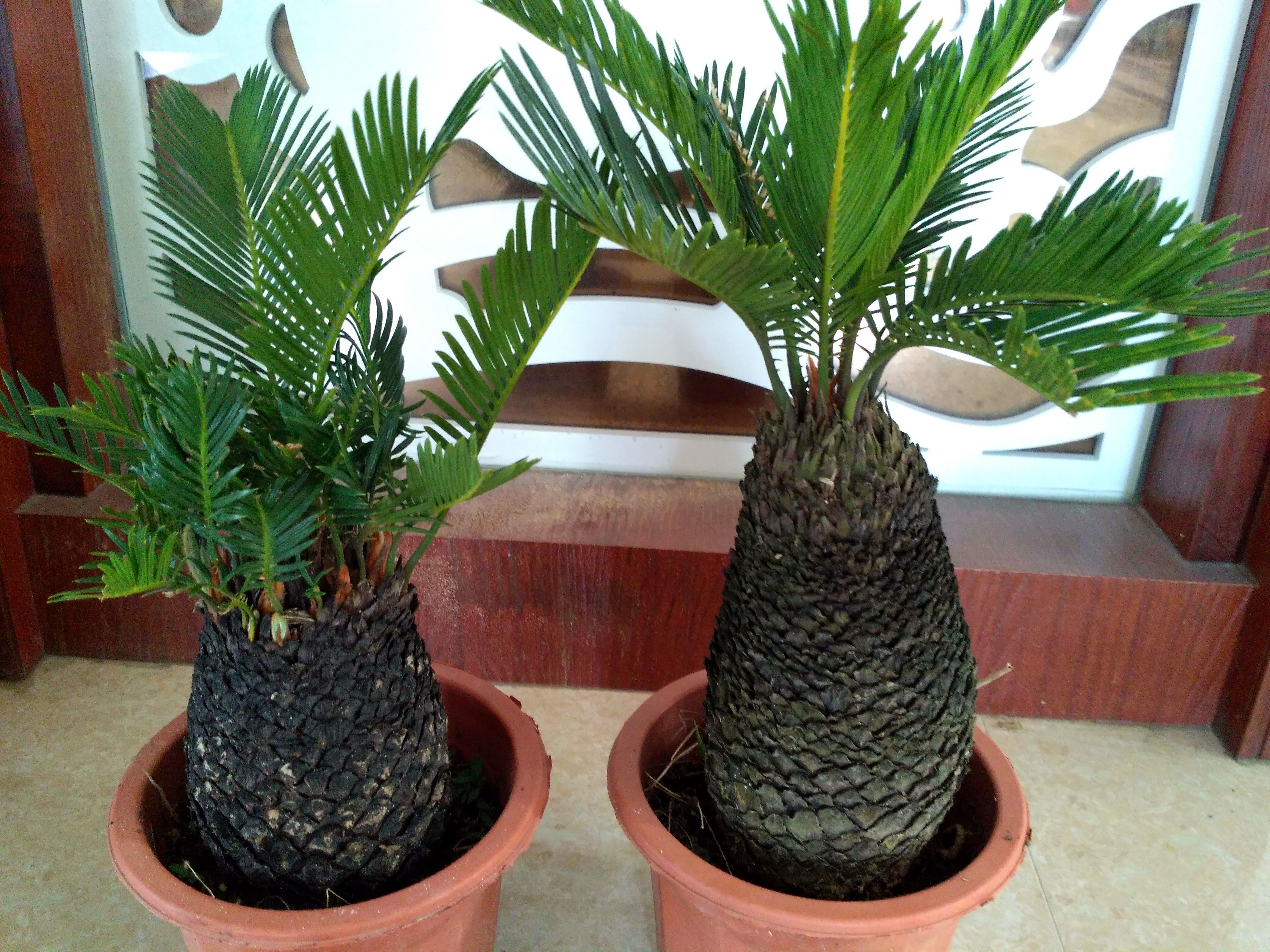 正宗白鳞铁 盆景 白皮铁铁树 日本白鳞铁 盆栽 日本铁 精品/批