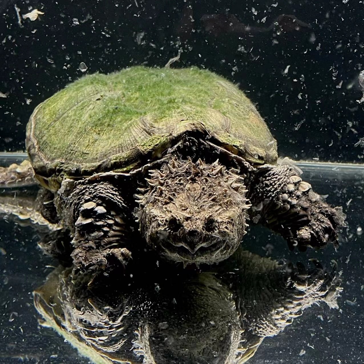 百鳄记野配野后原种佛野佛鳄龟纯佛鳄龟苗爆刺