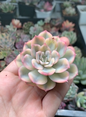 武仙座锦多肉植物锦