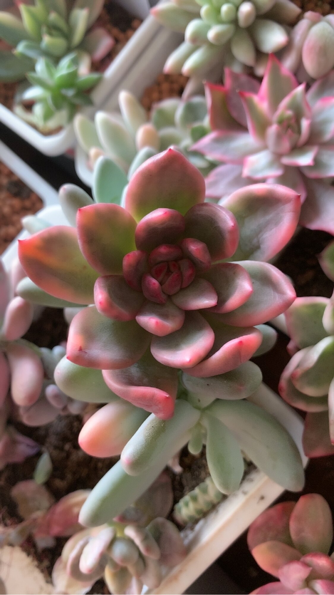 冰月亮杂多肉植物