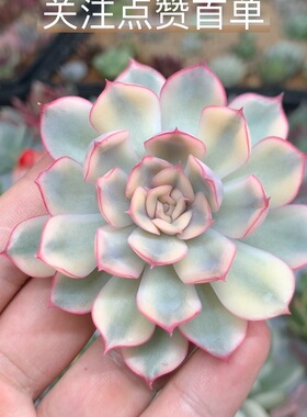 武仙座锦多肉植物