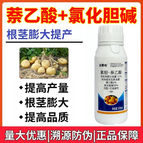 地下根茎膨大大蒜葱姜蒜膨大