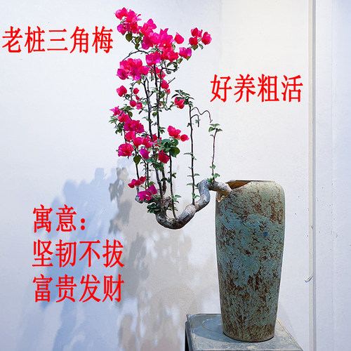粗活好养三角梅盆景老桩大桩