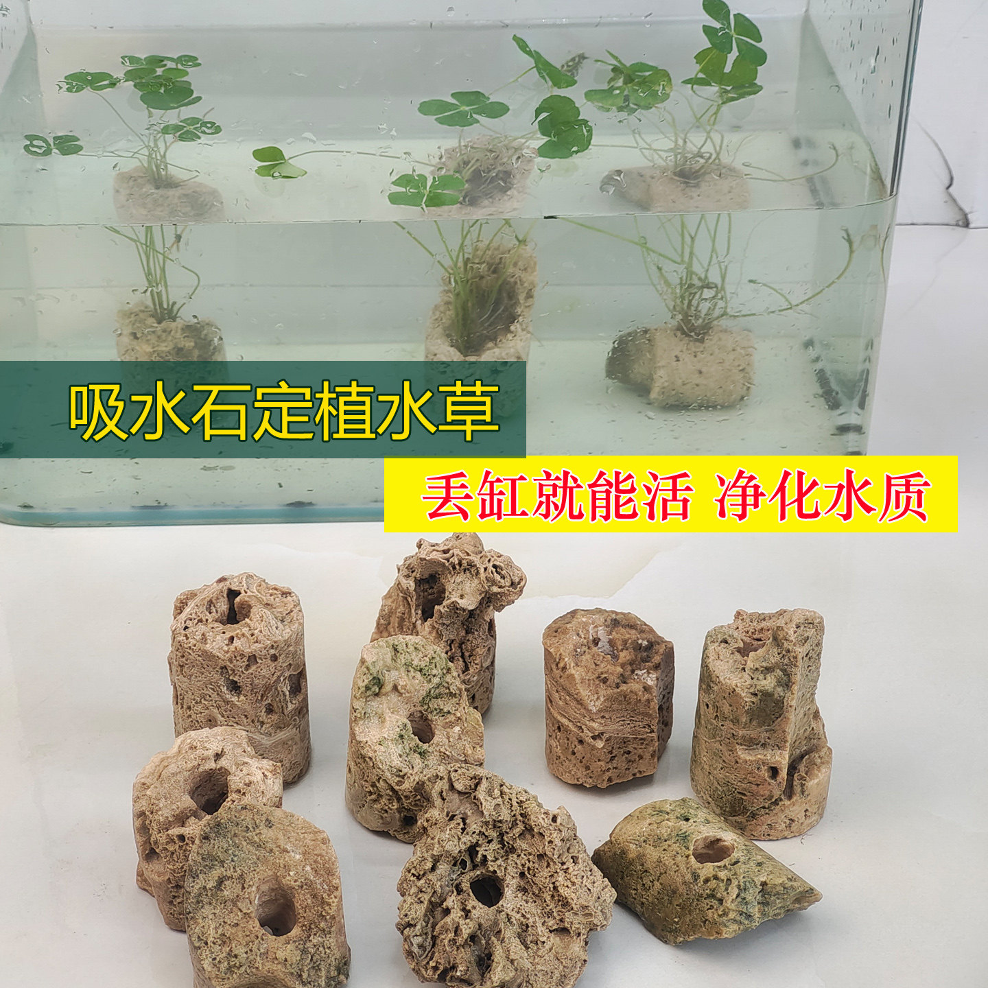 鱼缸造景吸水石定植水草