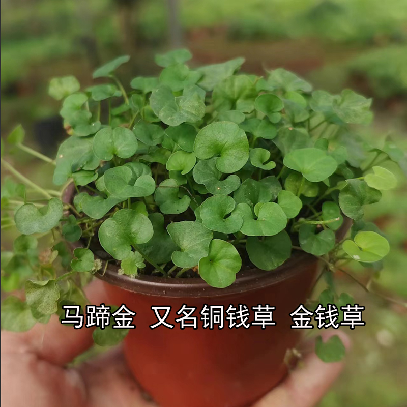 【马蹄金】贵州野生中草药又名小金钱铜钱草黄疸草小灯盏药食两用