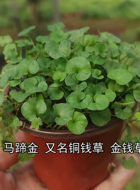 野生中药马蹄金小灯盏药食两用