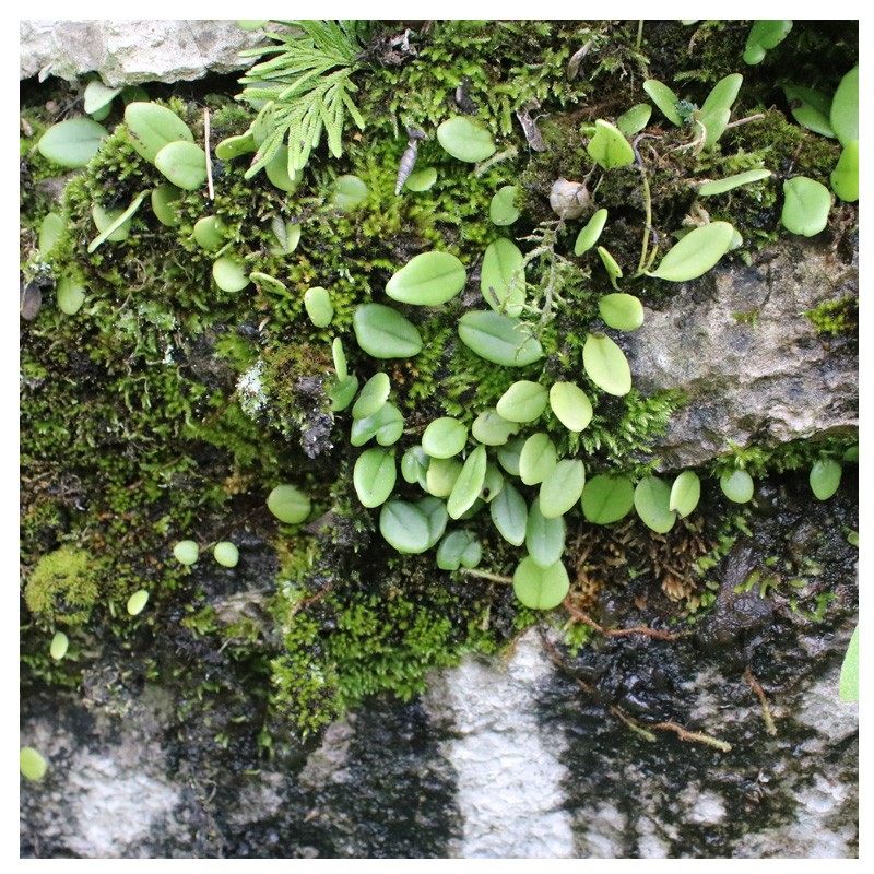 【抱石莲】野生中草药 别名瓜子草 蕨类水龙骨科植物 全草入药