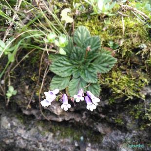 【珊瑚苣苔】贵州中草药又名还魂草 生长在岩石上全草可入药