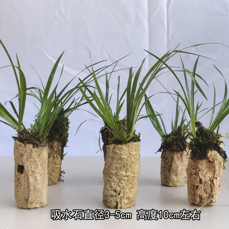 菖蒲鱼缸造景容易种喜阴植物