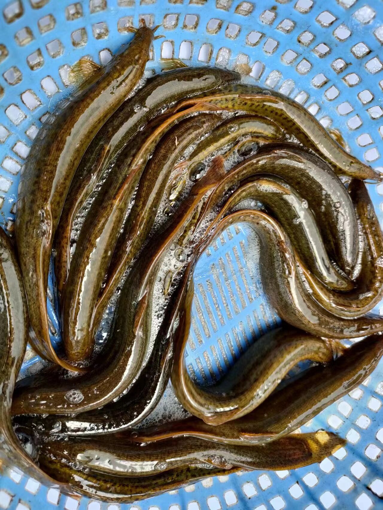 洪湖正宗大泥鳅鱼鲜活体活发新鲜现杀活鱼土青鳅黄鳅板鳅