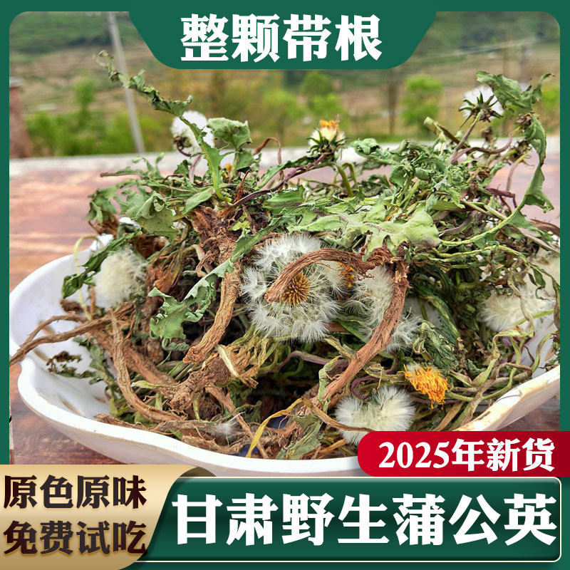 蒲公英根干货新鲜特级野生中药材