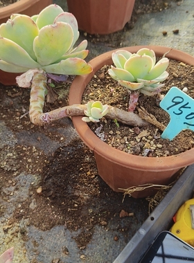 下播菜骑兵老桩9503