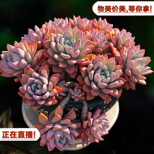 云南多肉直播老桩多肉萌肉