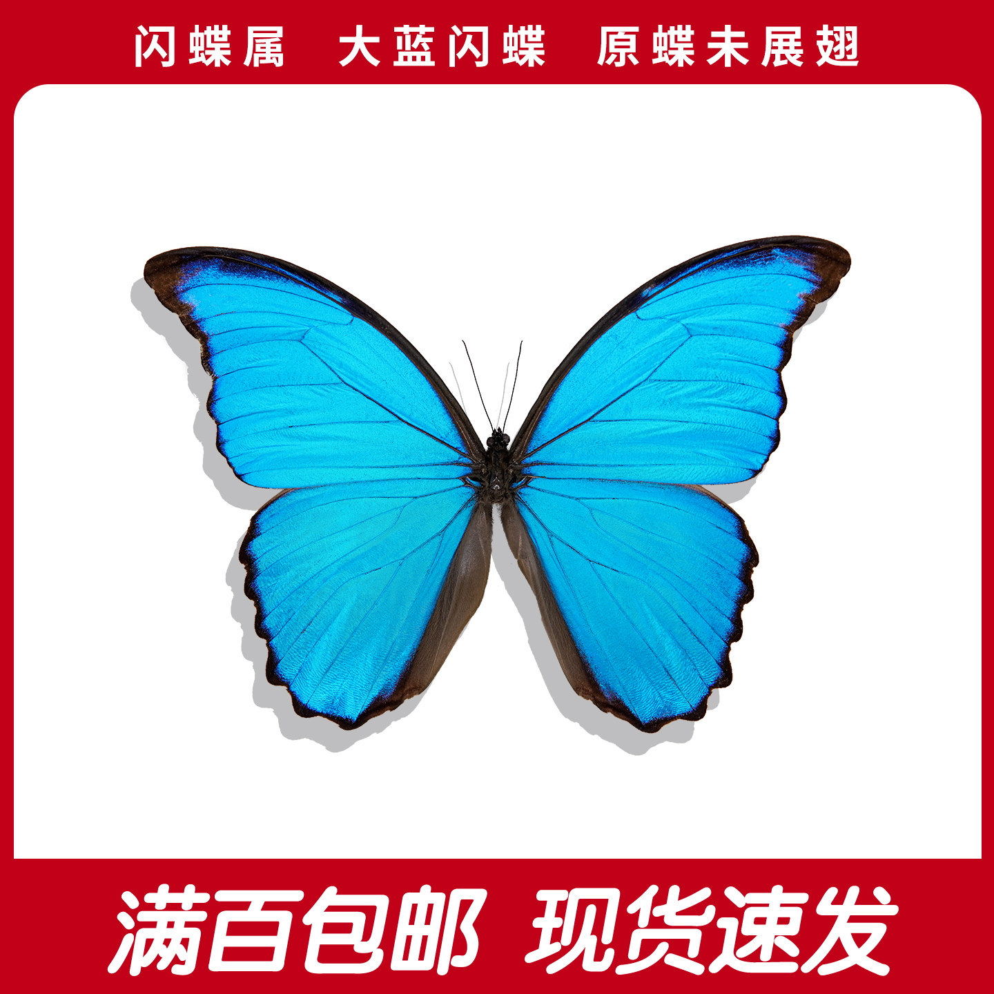 大蓝闪蝶A1/A-原蝶未展翅蓝色蝴蝶秘鲁标本手工diy创意工艺品收藏