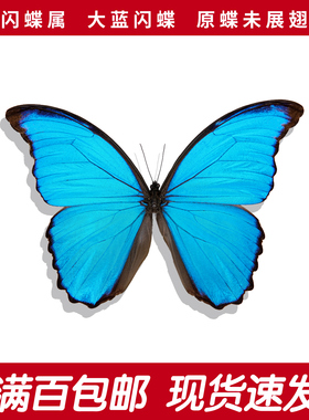 大蓝闪蝶A1/A-原蝶未展翅蓝色蝴蝶秘鲁标本手工diy创意工艺品收藏