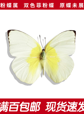 双色菲粉蝶A1/A-真蝴蝶标本展翅原蝶标本diy练手 Phoebis statira