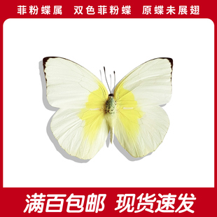 双色菲粉蝶A1/A-真蝴蝶标本展翅原蝶标本diy练手 Phoebis statira