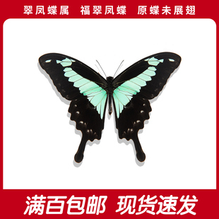 福翠凤蝶a1/a-真蝴蝶标本原蝶稀有高颜值手工diy儿童标本教学兴趣