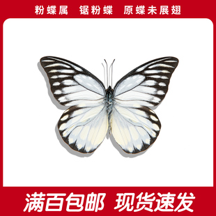 锯粉蝶a1/a-未展翅原蝶标本 手工diy蝴蝶标本家居摆件