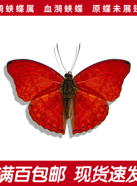 血漪蛱蝶A1/A-未展翅原蝶稀有红色真蝴蝶标本cymothoe sangaris