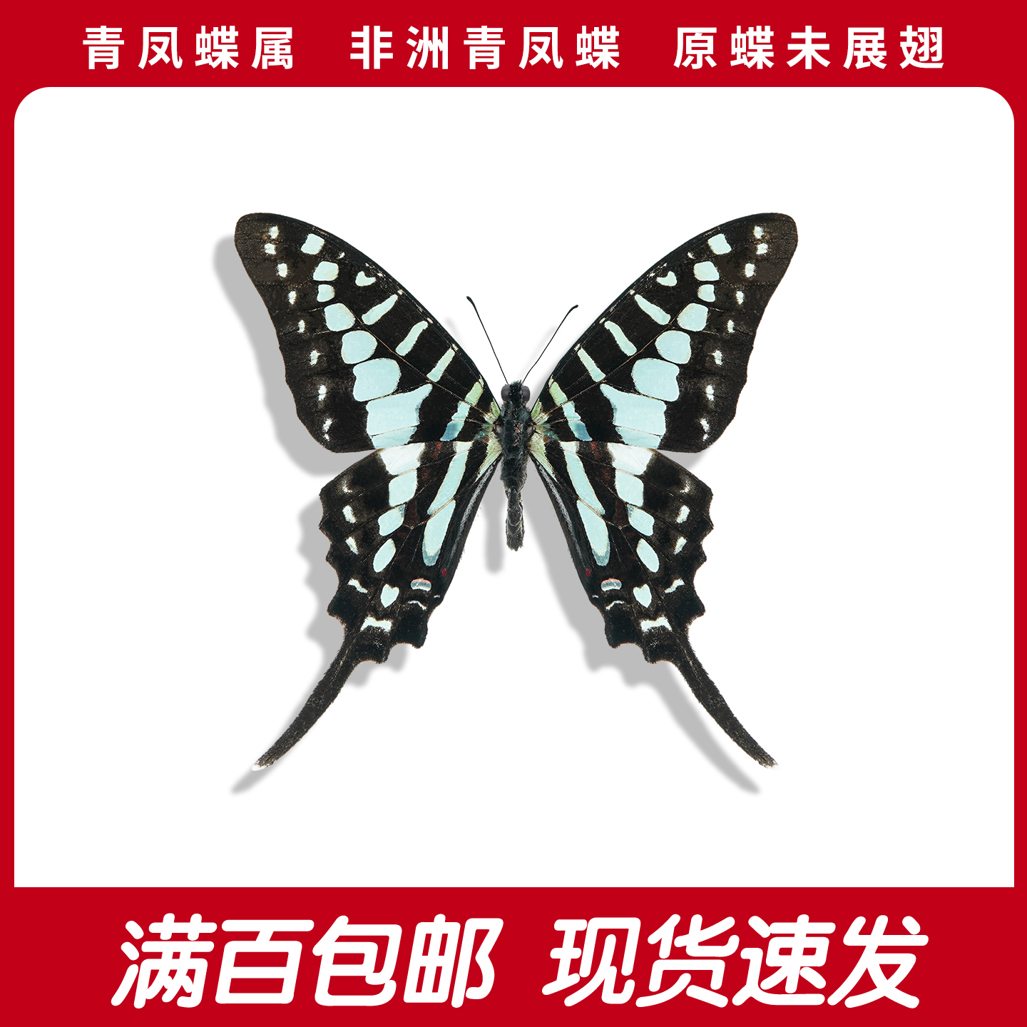 非洲青凤蝶A1/A-国外真蝴蝶标本收藏博物院自然教育科普蝶未展翅