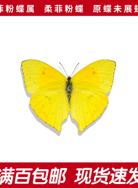 柔菲粉蝶/尖尾菲粉蝶A1/A-原蝶未展翅真蝴蝶标本Phoebis rurina