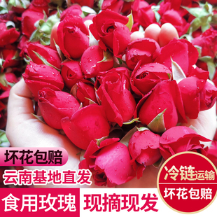 云南可食用玫瑰花 新鲜墨红玫瑰花苞非花瓣可做酱醋酵素基地直发
