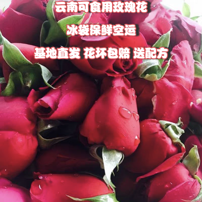 基地直发云南可食用玫瑰花新鲜墨红玫瑰花苞可做酱醋酵素纯露