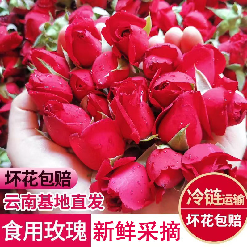 云南可食用玫瑰花 新鲜墨红玫瑰花苞非花瓣可做酱醋酵素基地直发
