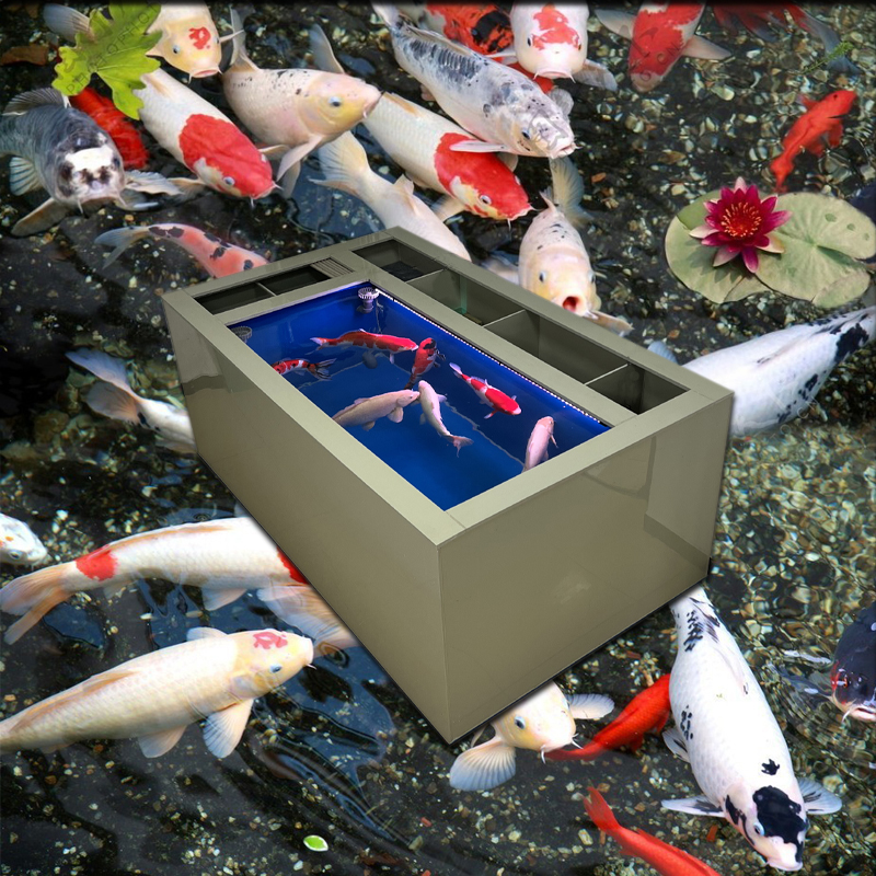 锦鲤鱼池pp塑料锦鲤鱼箱大型鱼池
