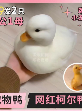 柯尔鸭活宠物柯尔鸭纯种正宗可达鸭活苗小黄鸭子活的科尔鸭小鸭子