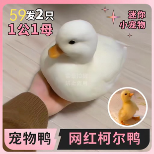 柯尔鸭活宠物柯尔鸭纯种正宗可达鸭活苗小黄鸭子活的科尔鸭小鸭子