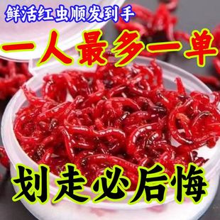 鲜活红虫活饵特大号公虫活体活饵拉饵鲫鱼饵野钓鱼饵 万人抢购